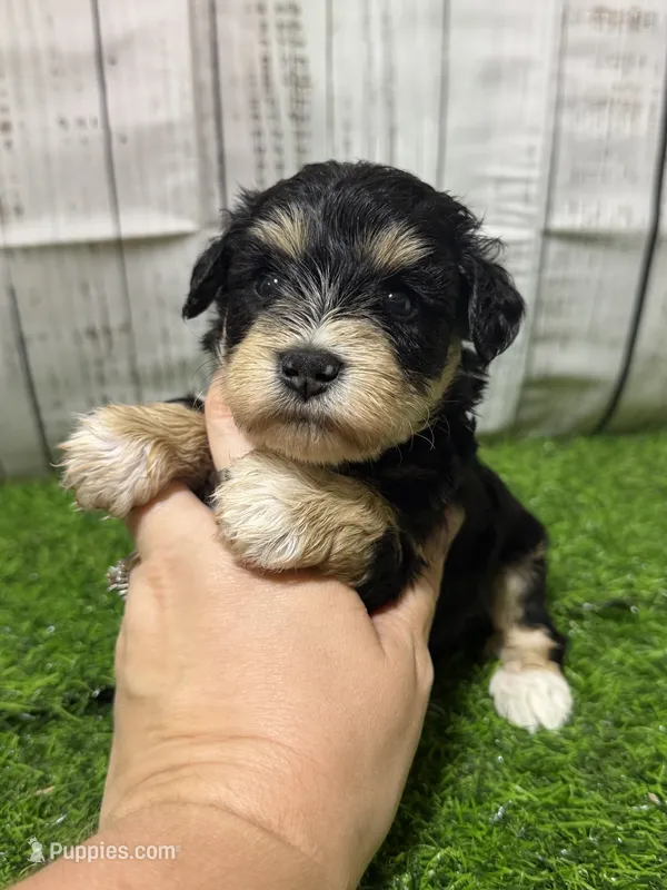Shadow – Miniature Schnauzer puppy for sale in Lufkin, TX