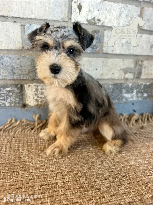 Loki, a male Miniature Schnauzer for sale in Lufkin, TX – 1 of 4