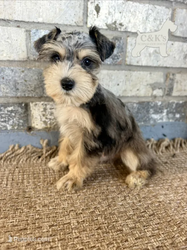 Loki – Miniature Schnauzer puppy for sale in Lufkin, TX