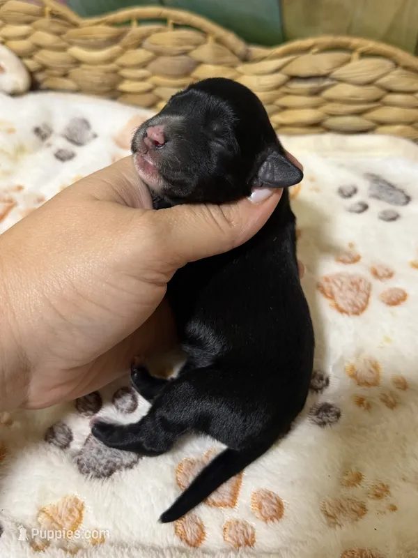 Raven – Miniature Schnauzer puppy for sale in Lufkin, TX