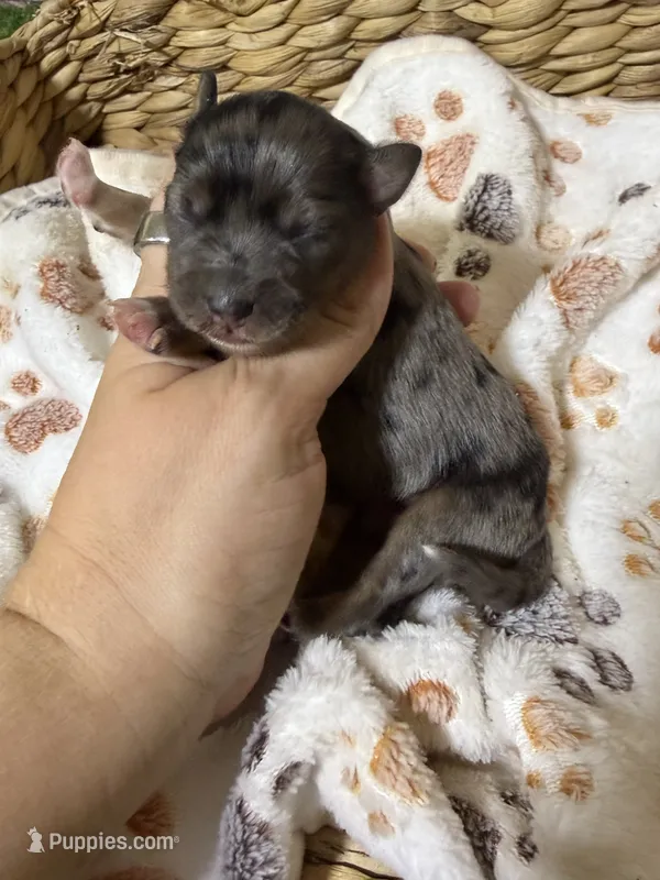 Ace – Miniature Schnauzer puppy for sale in Lufkin, TX