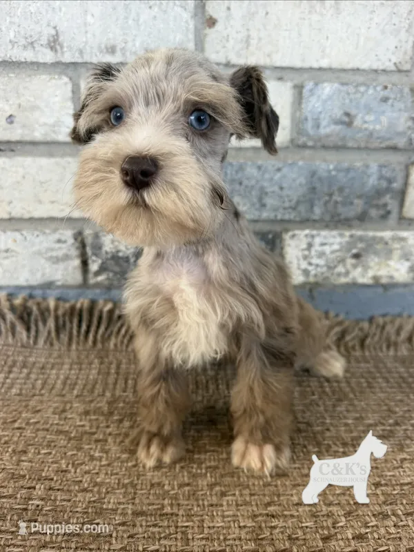 Gi-gi – Miniature Schnauzer puppy for sale in Lufkin, TX
