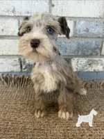 Gi-gi, a female Miniature Schnauzer for sale in Lufkin, TX – 1 of 4