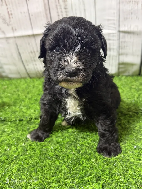 Raven – Miniature Schnauzer puppy for sale in Lufkin, TX