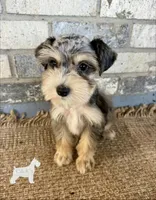 Loki, a male Miniature Schnauzer for sale in Lufkin, TX – 4 of 4