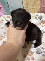 Benton, a male Miniature Schnauzer for sale in Lufkin, TX – 8 of 8