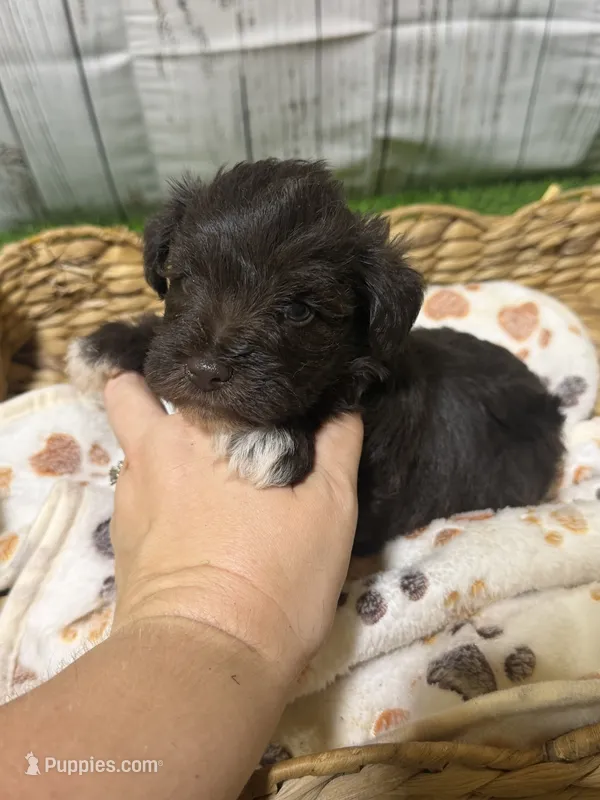 Carl Dean – Miniature Schnauzer puppy for sale in Lufkin, TX