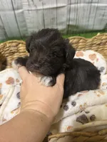 Benton, a male Miniature Schnauzer for sale in Lufkin, TX – 3 of 8