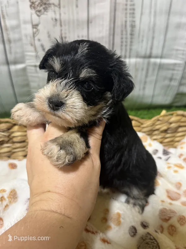 Willadeen – Miniature Schnauzer puppy for sale in Lufkin, TX