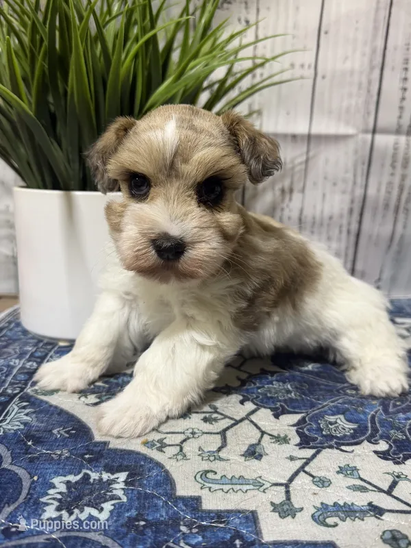 Queenie – Miniature Schnauzer puppy for sale in Lufkin, TX