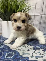 Queenie, a female Miniature Schnauzer for sale in Lufkin, TX – 1 of 5