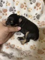 Jack, a male Miniature Schnauzer for sale in Lufkin, TX – 9 of 9