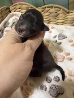Porter, a male Miniature Schnauzer for sale in Lufkin, TX – 2 of 2
