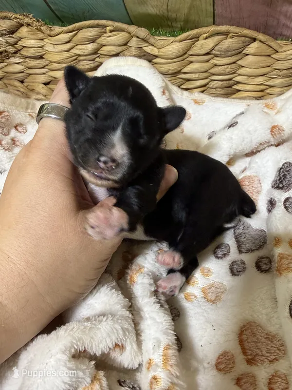 Jet – Miniature Schnauzer puppy for sale in Lufkin, TX