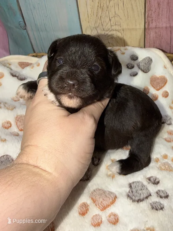 Carl Dean – Miniature Schnauzer puppy for sale in Lufkin, TX
