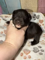 Benton, a male Miniature Schnauzer for sale in Lufkin, TX – 7 of 8