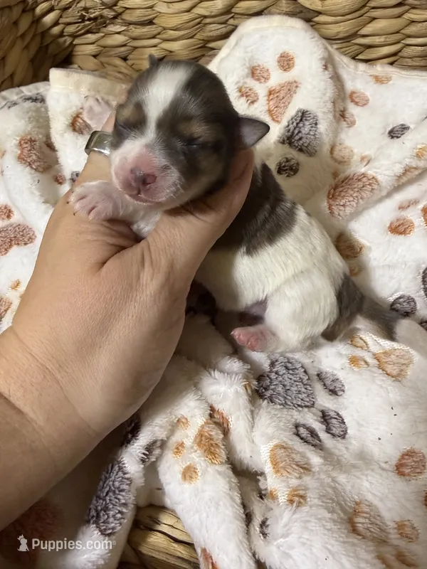 Queenie – Miniature Schnauzer puppy for sale in Lufkin, TX