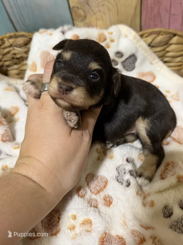Jack – Miniature Schnauzer puppy for sale in Lufkin, TX