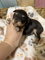 Jack, a male Miniature Schnauzer for sale in Lufkin, TX – 4 of 9