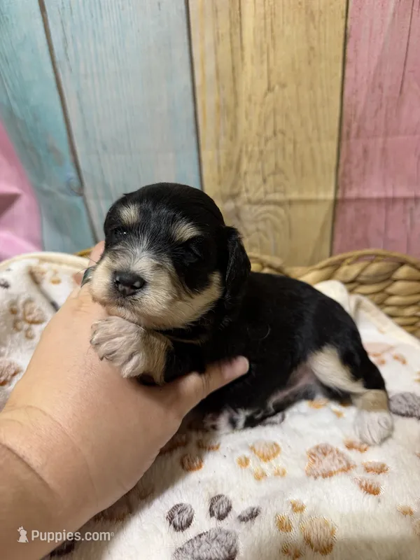 Shadow – Miniature Schnauzer puppy for sale in Lufkin, TX