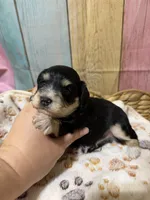 Shadow, a male Miniature Schnauzer for sale in Lufkin, TX – 2 of 9