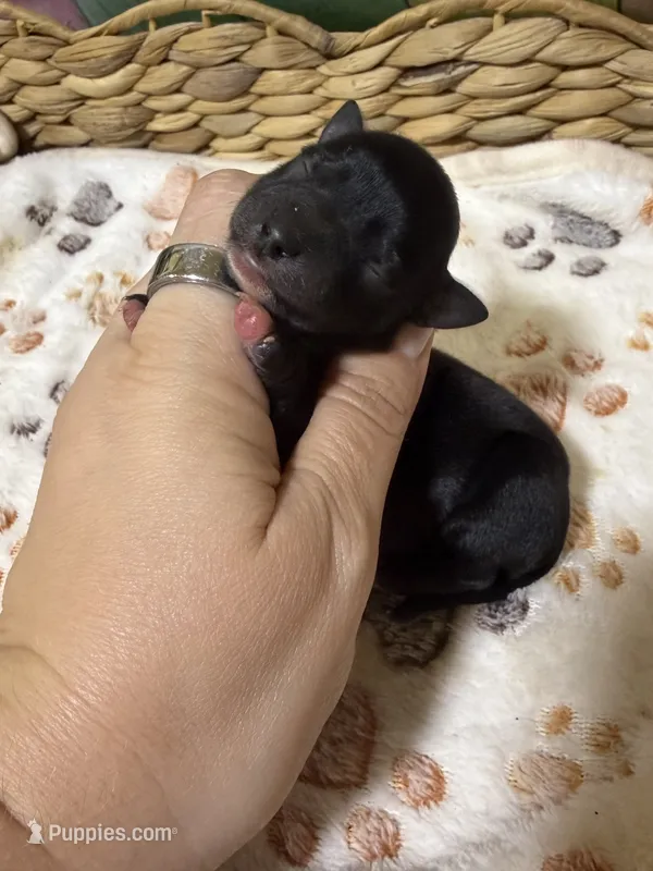 Onyx – Miniature Schnauzer puppy for sale in Lufkin, TX