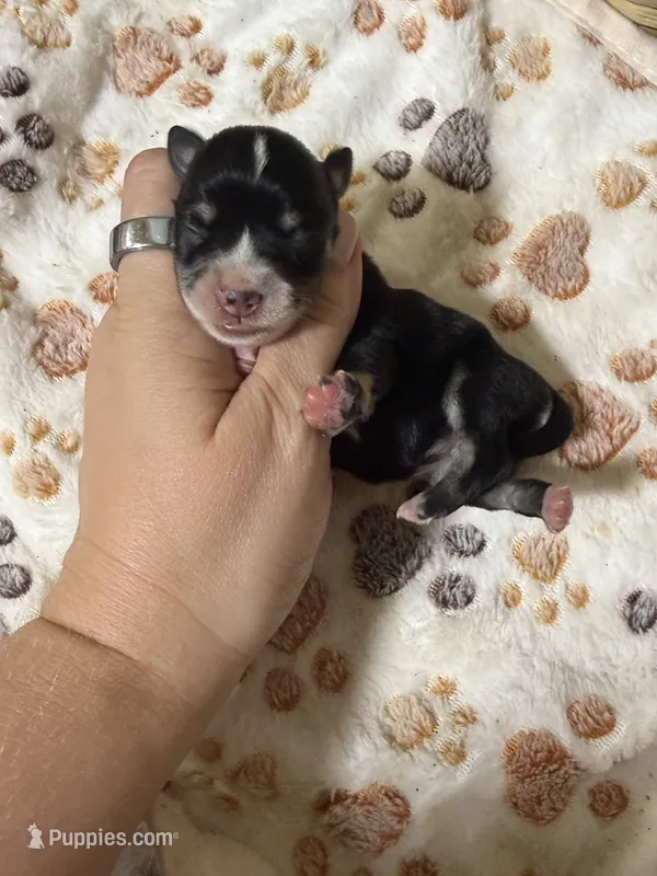 Willadeen – Miniature Schnauzer puppy for sale in Lufkin, TX