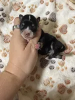Willadeen, a female Miniature Schnauzer for sale in Lufkin, TX – 1 of 2