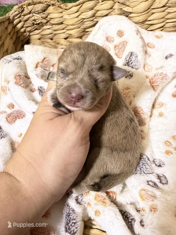 King – Miniature Schnauzer puppy for sale in Lufkin, TX