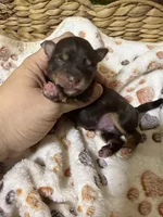 Jack, a male Miniature Schnauzer for sale in Lufkin, TX – 2 of 3