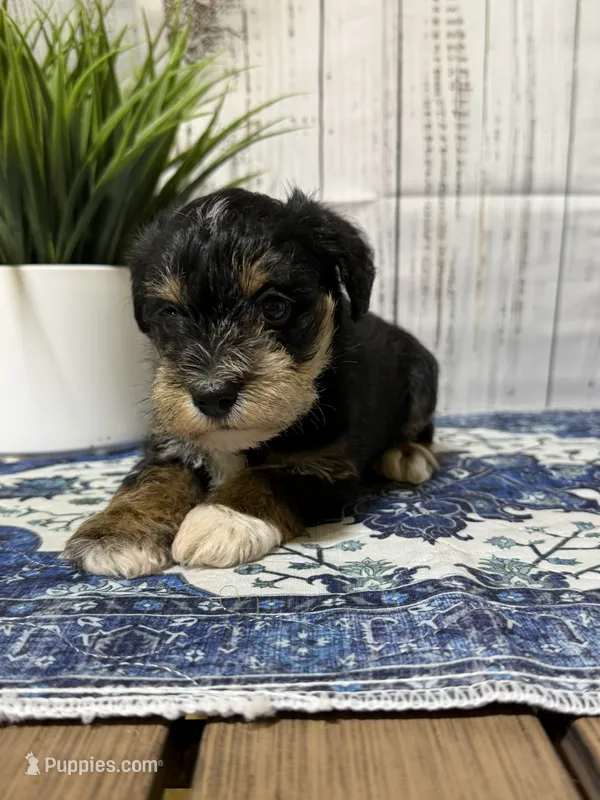 Jolene – Miniature Schnauzer puppy for sale in Lufkin, TX