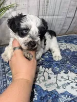 Freedom “Freddie”, a male Miniature Schnauzer for sale in Lufkin, TX – 3 of 3