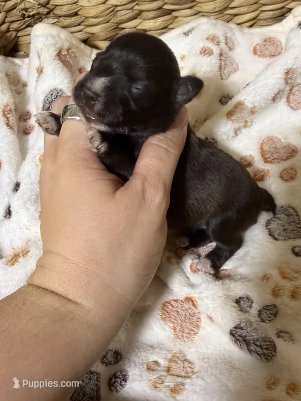Porter – Miniature Schnauzer puppy for sale in Lufkin, TX