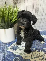 Raven, a female Miniature Schnauzer for sale in Lufkin, TX – 1 of 9