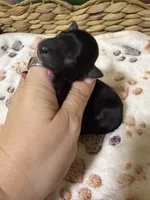 Onyx, a male Miniature Schnauzer for sale in Lufkin, TX – 2 of 2