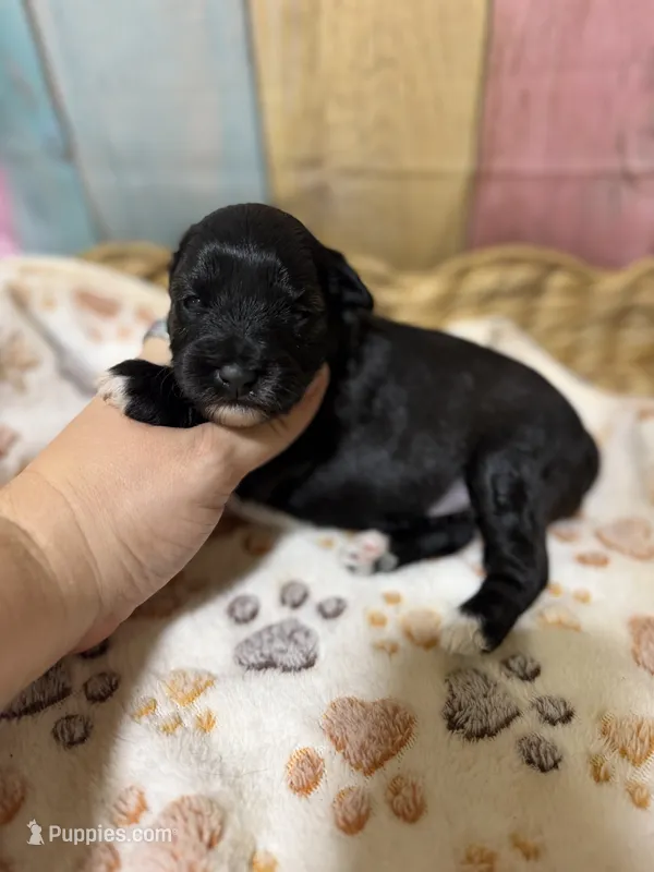 Onyx – Miniature Schnauzer puppy for sale in Lufkin, TX