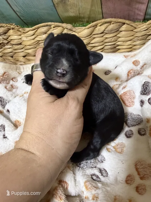Raven – Miniature Schnauzer puppy for sale in Lufkin, TX