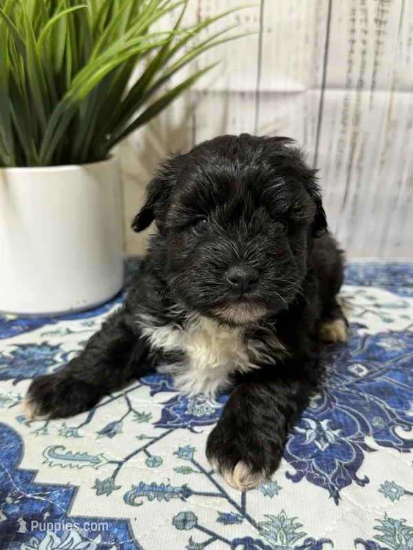 Onyx – Miniature Schnauzer puppy for sale in Lufkin, TX