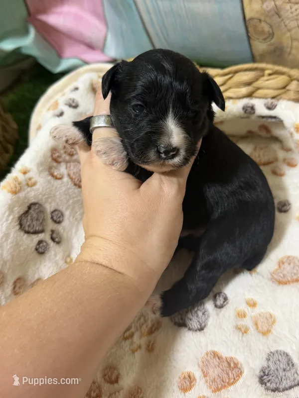 Jet – Miniature Schnauzer puppy for sale in Lufkin, TX