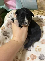 Jet, a male Miniature Schnauzer for sale in Lufkin, TX – 7 of 10
