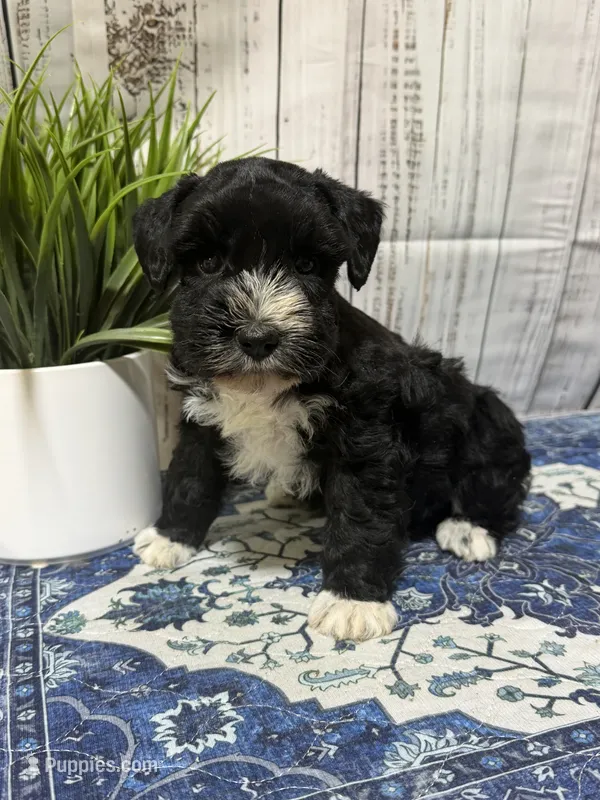 Jet – Miniature Schnauzer puppy for sale in Lufkin, TX