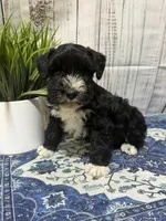 Jet, a male Miniature Schnauzer for sale in Lufkin, TX – 1 of 10