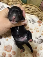 Raven, a female Miniature Schnauzer for sale in Lufkin, TX – 2 of 2