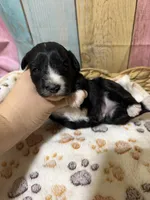 Jet, a male Miniature Schnauzer for sale in Lufkin, TX – 5 of 10