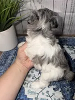 Liberty “Libby” , a female Miniature Schnauzer for sale in Lufkin, TX – 3 of 4