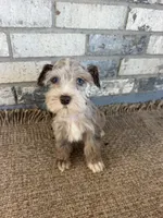Gi-gi, a female Miniature Schnauzer for sale in Lufkin, TX – 4 of 4