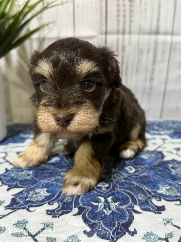 Jack – Miniature Schnauzer puppy for sale in Lufkin, TX