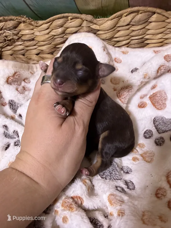 Jack – Miniature Schnauzer puppy for sale in Lufkin, TX