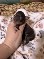 Jack, a male Miniature Schnauzer for sale in Lufkin, TX – 1 of 3
