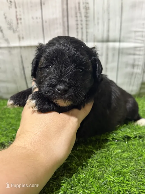 Onyx – Miniature Schnauzer puppy for sale in Lufkin, TX